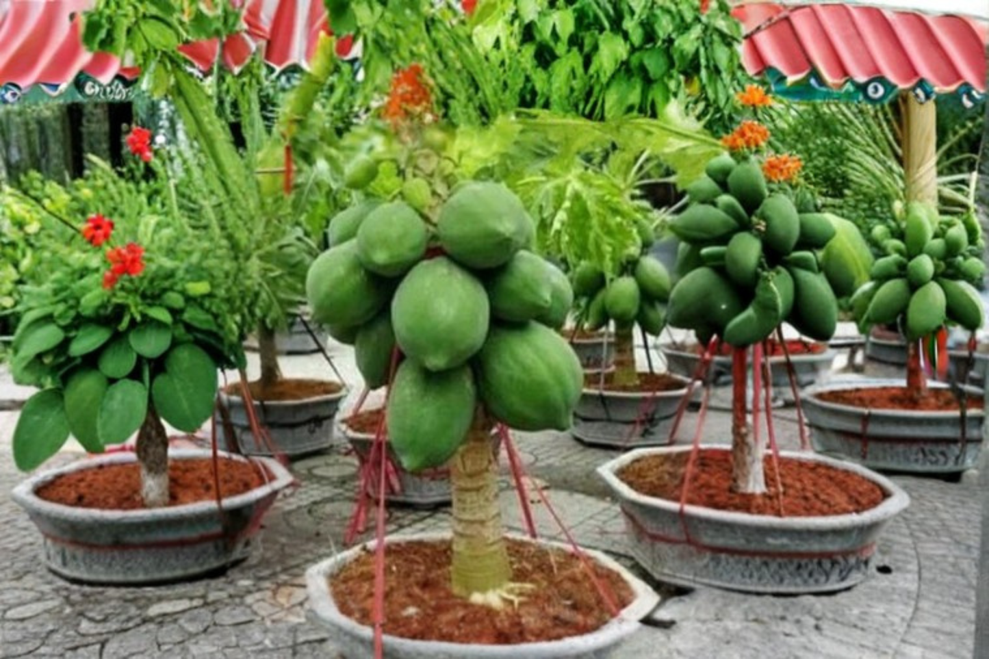 Dwarf Thai Papaya Seeds – Tropical Fruit Plant for Indoor & Outdoor Container Gardening, Carica papaya
