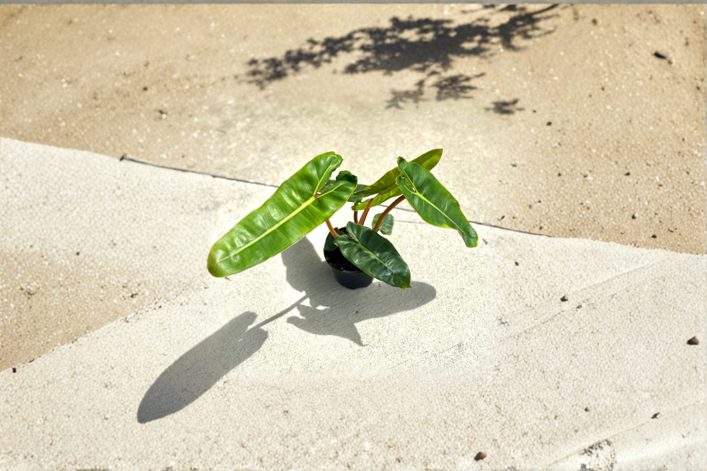 Philodendron Billietiae Live Plant – 4-Inch Pot, Rare Large Leaf Indoor Houseplant, Climbing Tropical Plant, Orange Stem, Indoor Decor