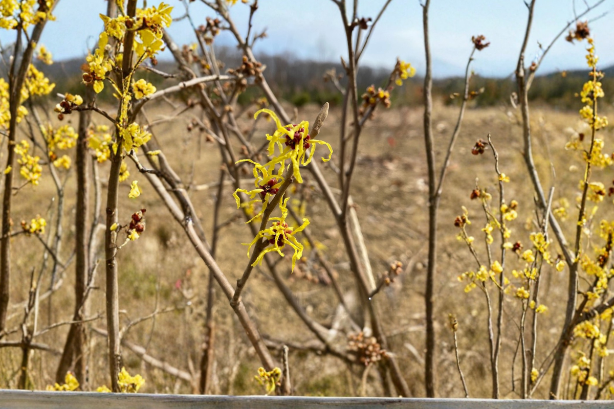 Heinrich Bruns Witch Hazel Bare Root Plant – Deciduous Shrub with Yellow to Orange Winter Flowers, 24 Inches Tall, Hamamelis intermedia
