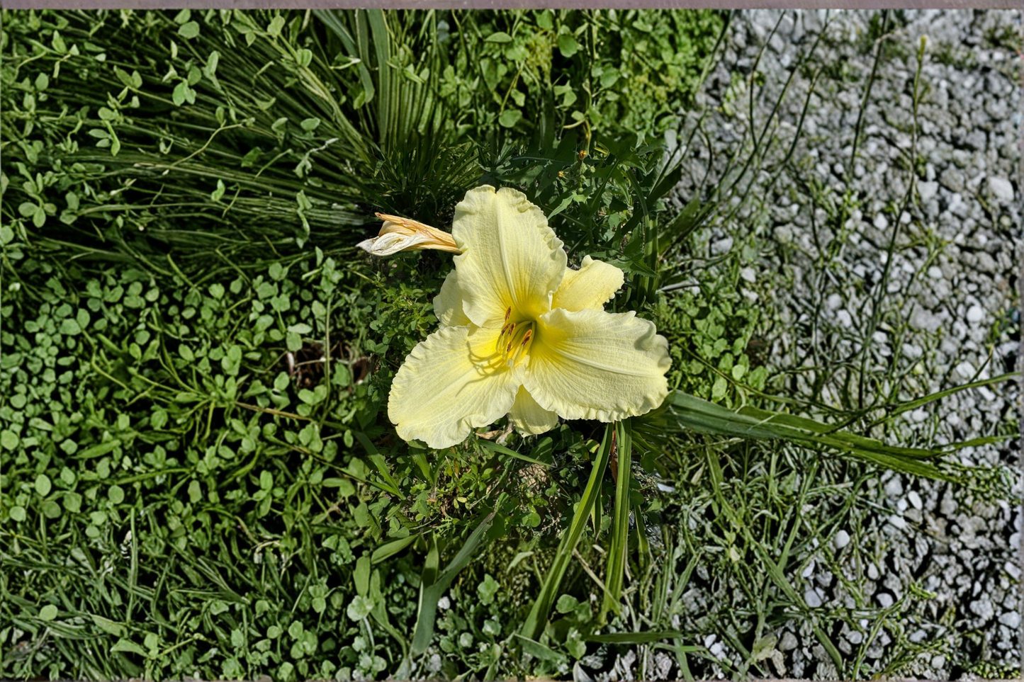 Daylily ‘Sunday Gloves’ Bare Root Plants – White Summer Perennial Hemerocallis for Garden Borders & Landscaping
