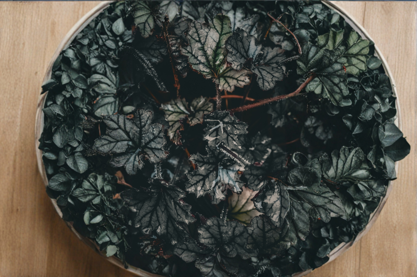 Heuchera Black Taffeta Live Plants – 1 Qt Pots, Dark Foliage Perennial, Compact Coral Bells for Shade Gardens & Containers