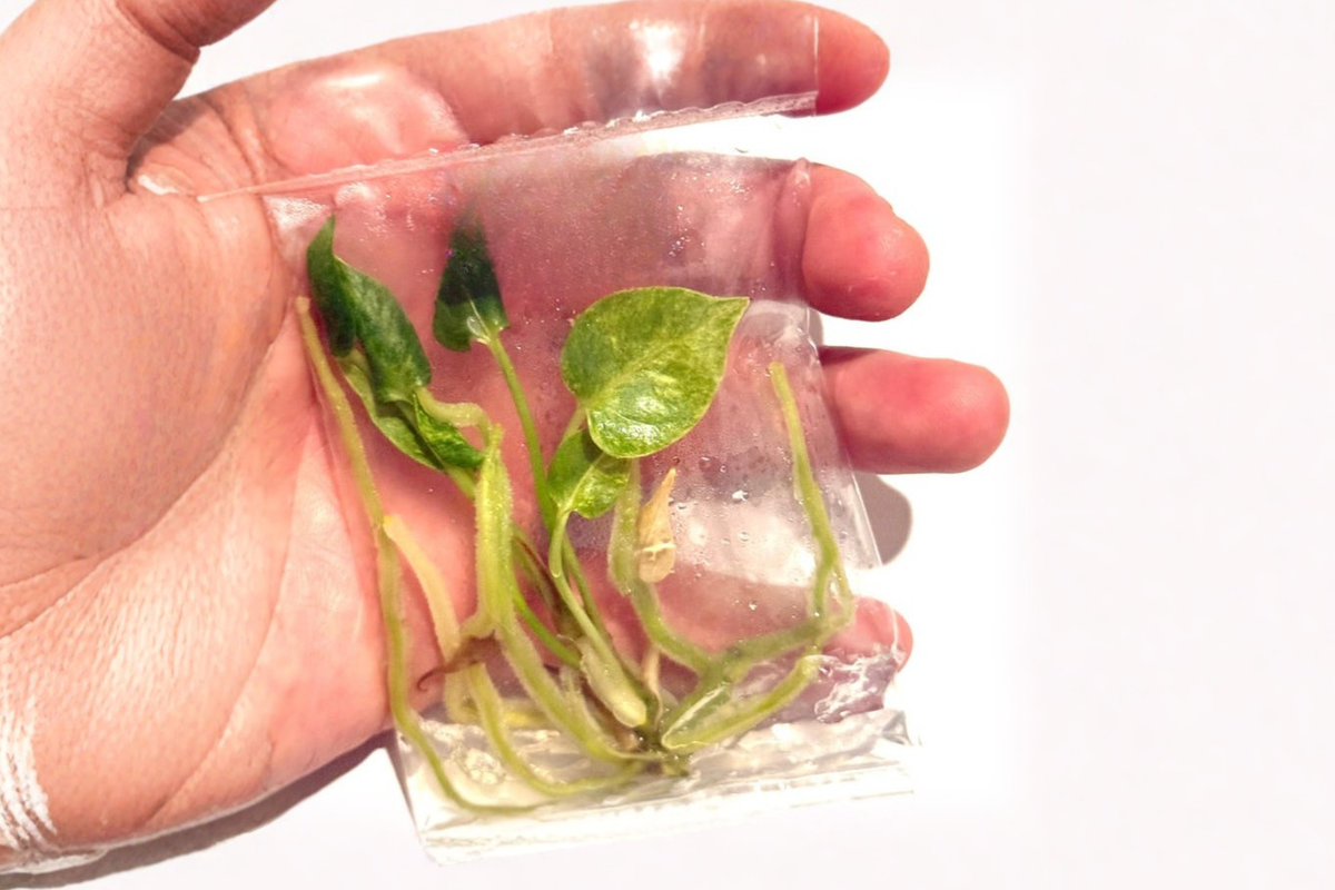Anthurium Hookeri Variegated Live Plant – Tropical Houseplant in 3 Inch Pot, Rare Variegated Foliage, Indoor Decorative Plant
