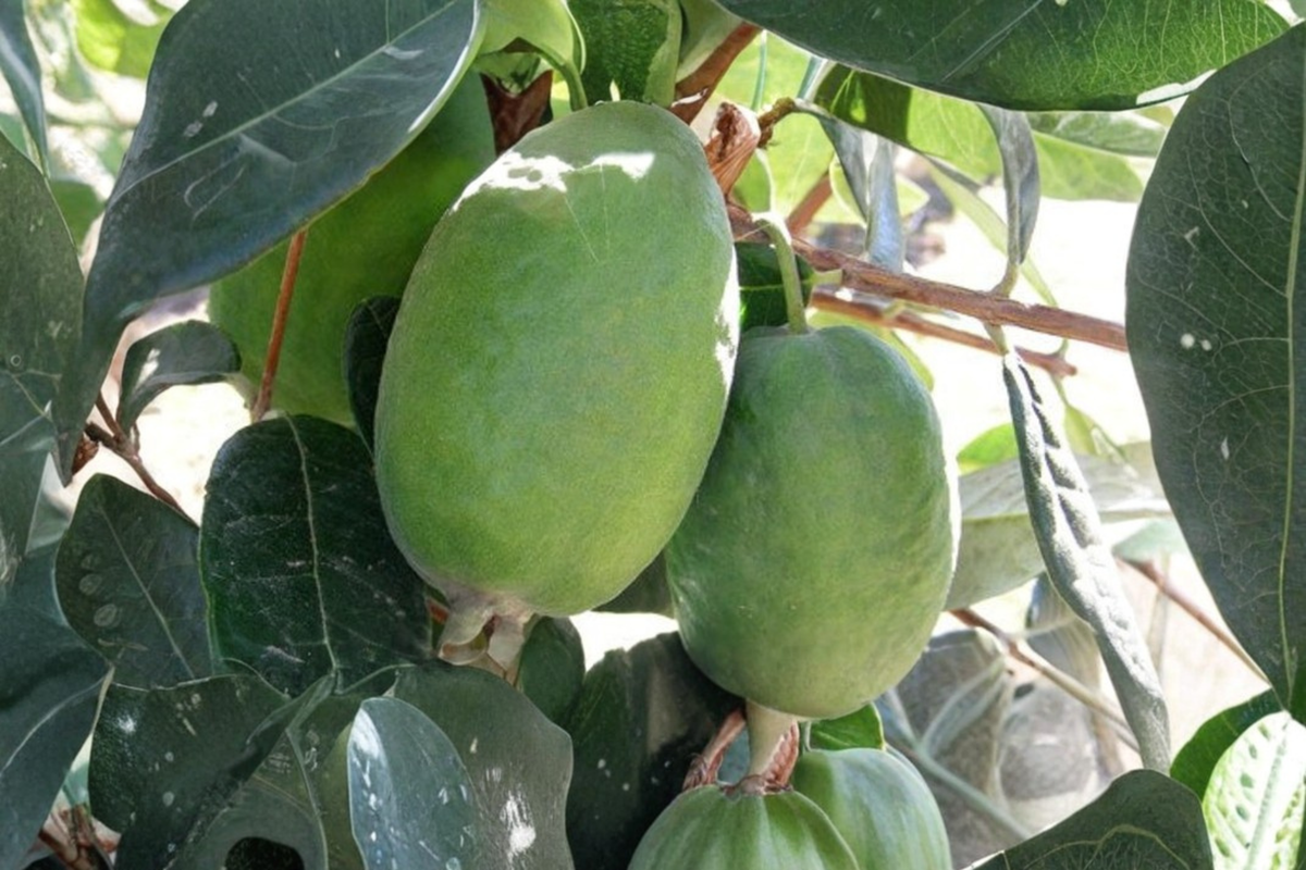 Grafted Waingaro Pineapple Guava Live Plant | 1 Gallon Pot | Acca sellowiana Evergreen Fruit Shrub