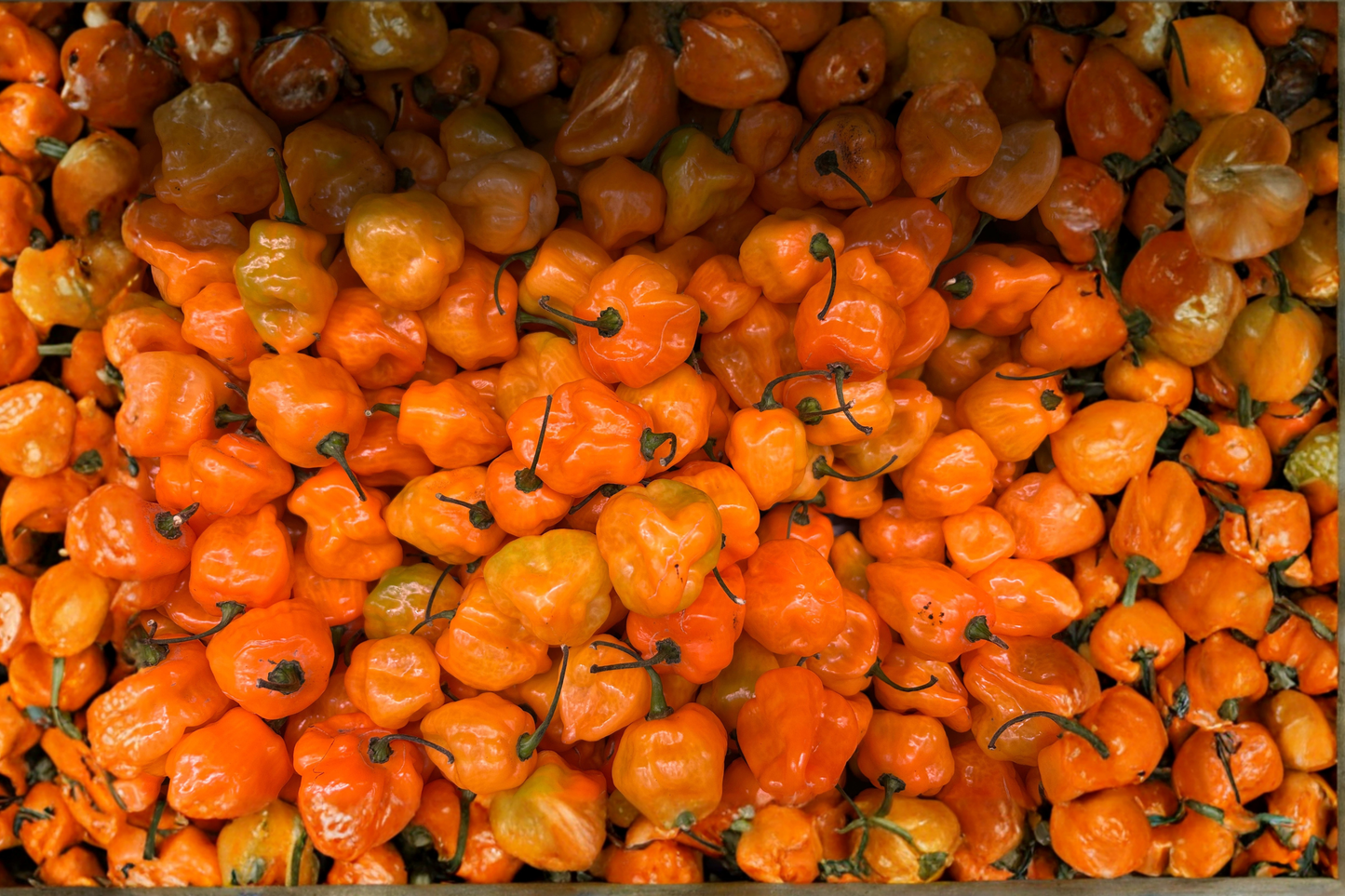 3 Live Yellow Jamaica Scotch Bonnet Chili Plants – Capsicum chinense Hot Pepper