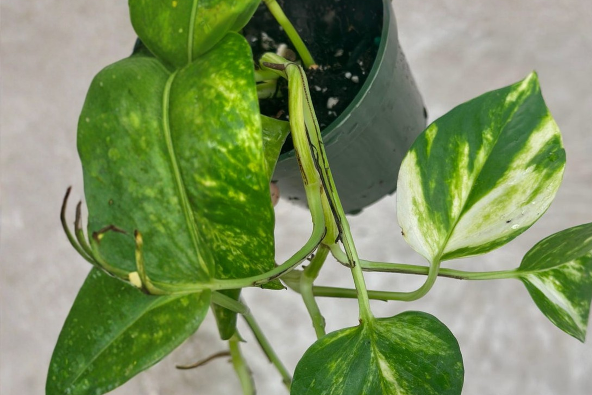 Hawaiian Pothos Plant – Large Leaf Indoor Houseplant in 4-Inch Pot, Epipremnum Aureum, Trailing Climber, Easy Care