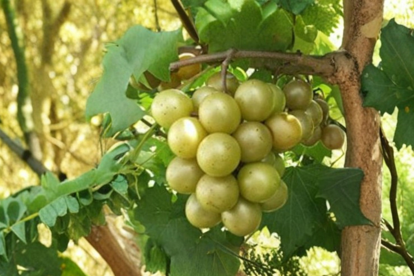 Bronze Higgins Muscadine Grape Vine Live Plant, 2-Gallon Container, Climbing Fruit Vine, Vitis rotundifolia, Outdoor Vineyard Plant