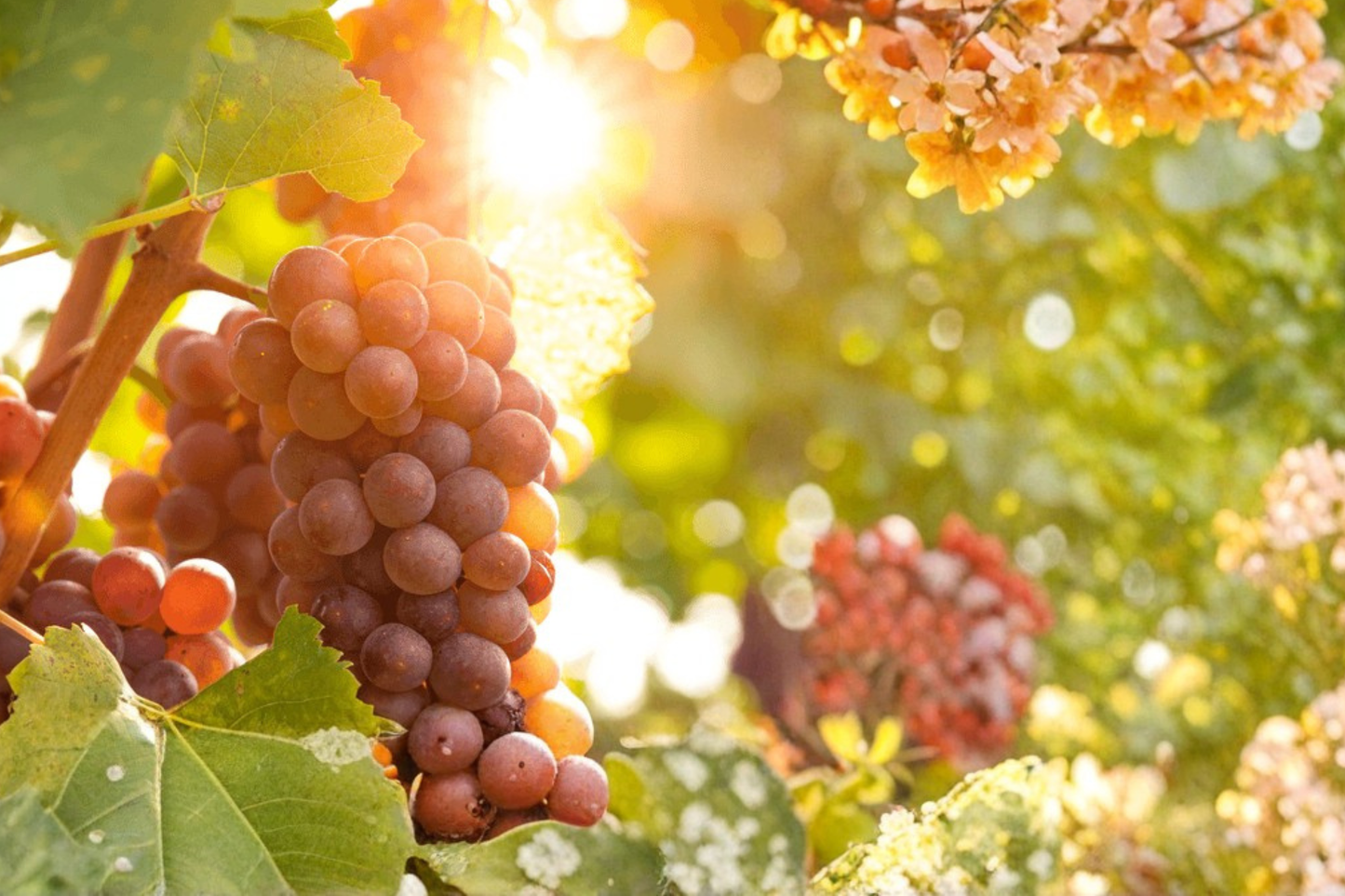 Reliance Seedless Grape Vine – 4-6 Ft Climbing Plant for Garden, Trellis, Fence, Vitis labrusca