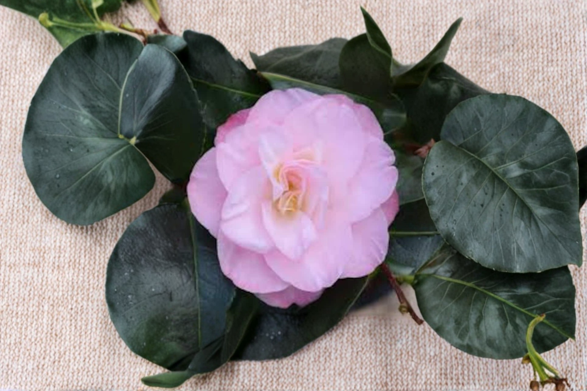 Camellia japonica ‘Dr. Tinsley’ Live Plant – 1 Gallon Pink Flower Evergreen Shrub for Garden, Hedges, Shade Landscaping