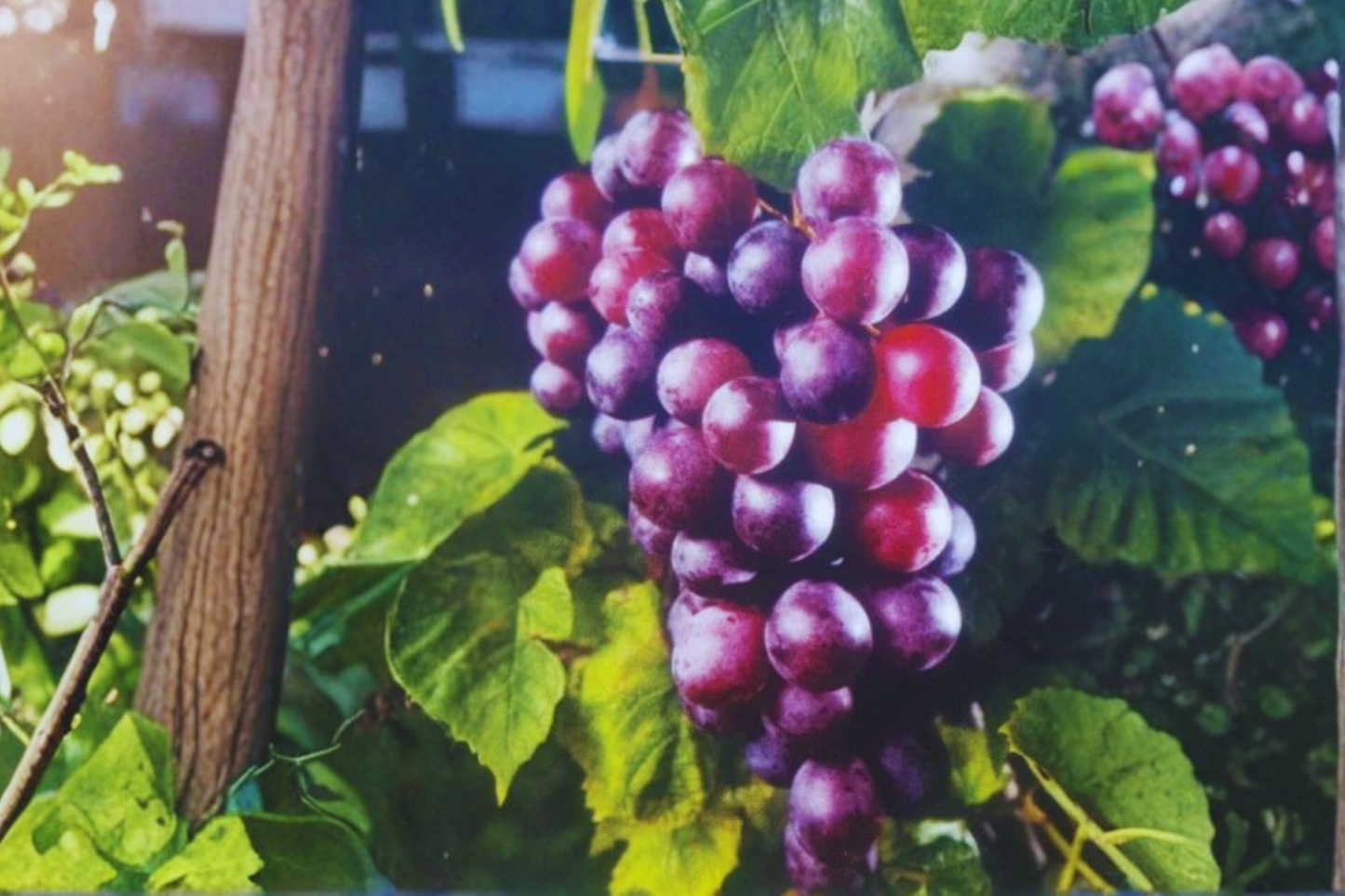 Black Isons Muscadine Grape Vine Live Plant 1 Gallon, Climbing Fruit Vine for Garden Vineyard, Dark Purple Grapes, Vitis rotundifolia