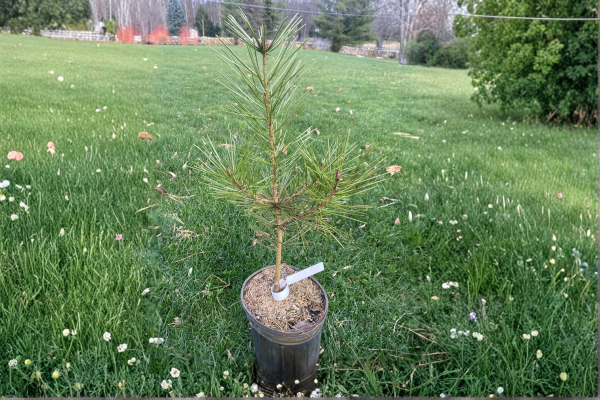 Live Great Wall Lacebark Pine 12 Inch Plant in 1-Gallon Pot, Evergreen Ornamental Conifer, Pinus bungeana