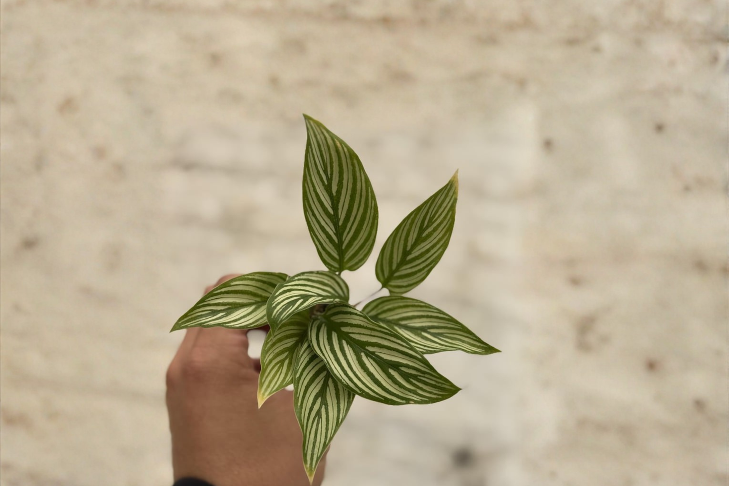 Calathea Vittata Live Plant Starter, Indoor Houseplant, White Striped Foliage, Tropical Prayer Plant, 2-Inch Pot