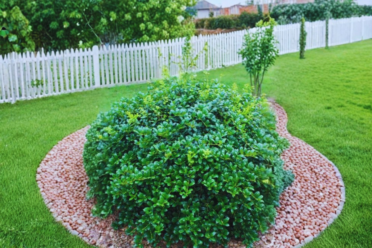 Dwarf Burford Holly Shrub Live Plant 3-Gallon Pot Ilex cornuta ‘Burfordii Nana’ Evergreen Hedge for Landscaping
