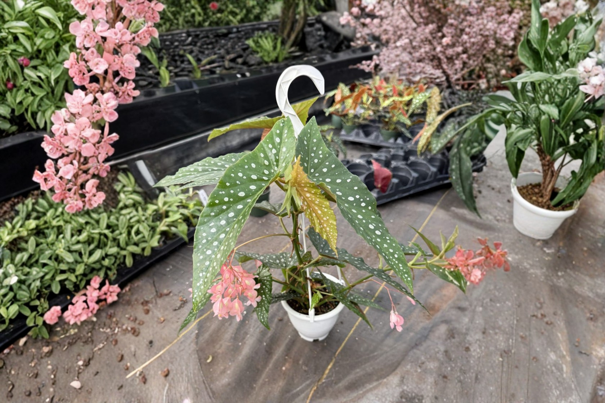 Polka Dot Begonia Hanging Plant 4.5-Inch Pot Angel Wing Begonia Begonia maculata Indoor Houseplant White Ice