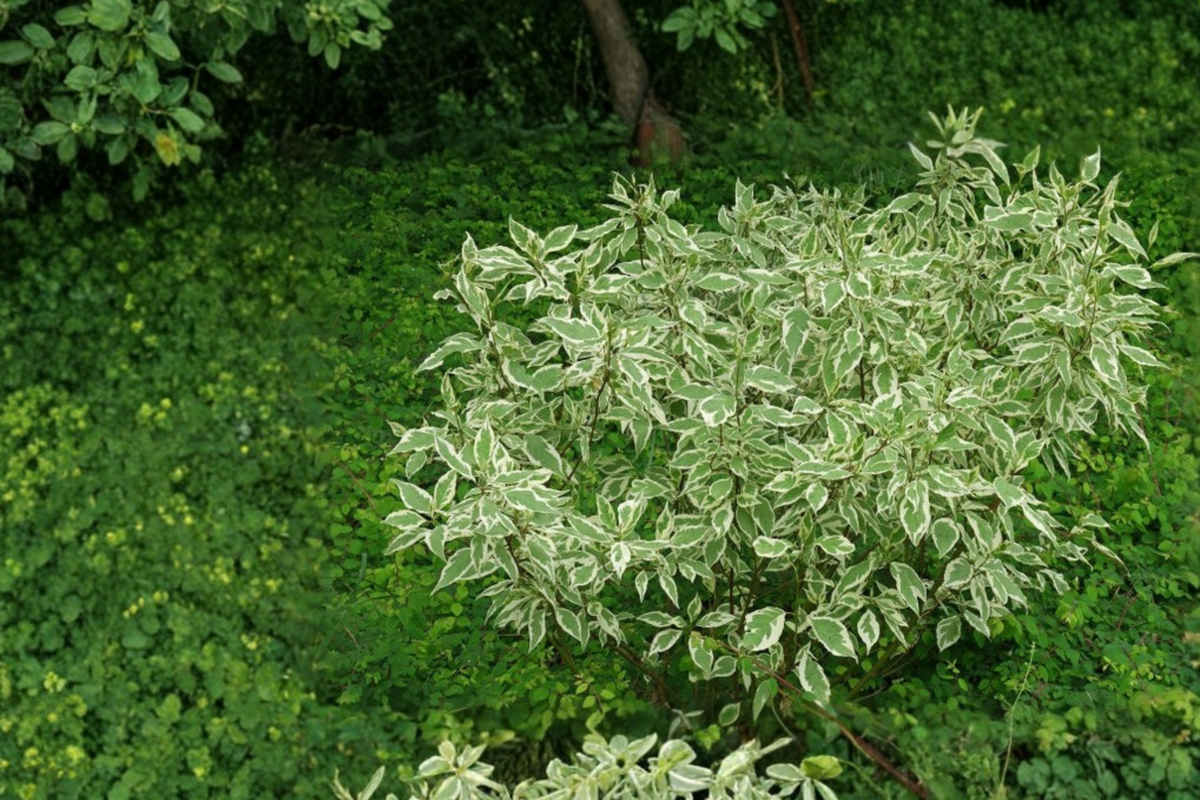 Elegantissima Red Twig Dogwood Live Plant in 4-Inch Pot, Variegated Foliage, Bright Red Winter Stems, Cornus alba 'Elegantissima'