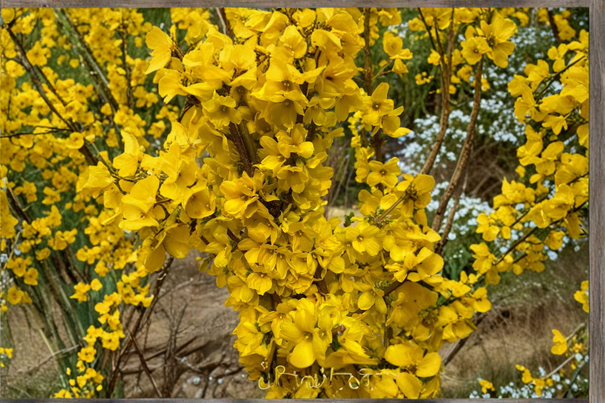 Show Off Forsythia Live Plant 4" Pot - Forsythia x intermedia Bright Yellow Flowering Shrub for Garden Landscape