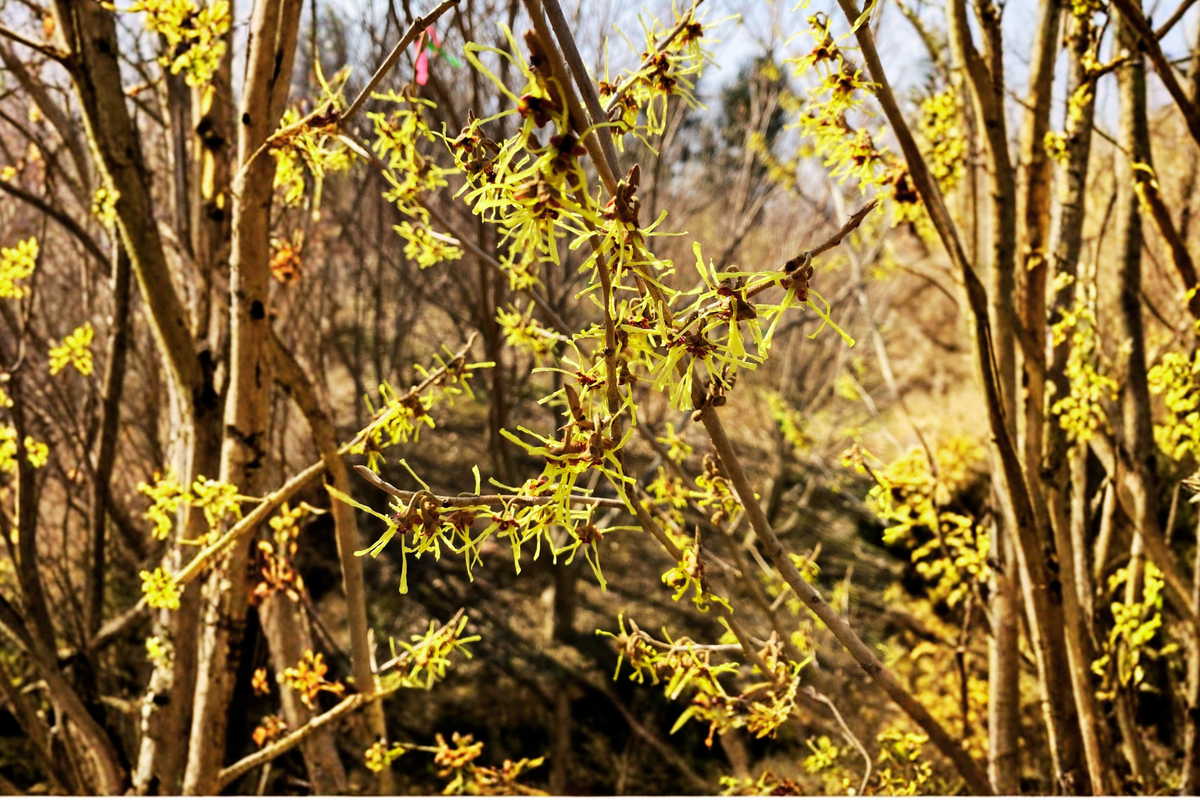 Japanese Witch Hazel ‘Paleface’ Live Plant – Bare Root Flowering Shrub, Pale Yellow Blooms, Hamamelis japonica, 15 Inches Tall