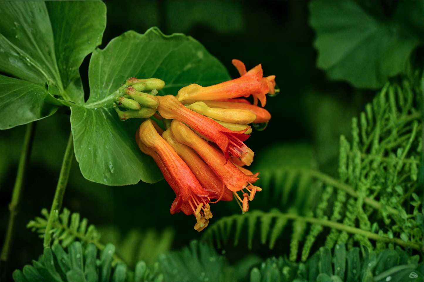 Magnifica Coral Honeysuckle Live Plants – 3 Rooted Trumpet Honeysuckle Vines in 1 Qt Pots, Climbing Flowering Vine, Lonicera sempervirens