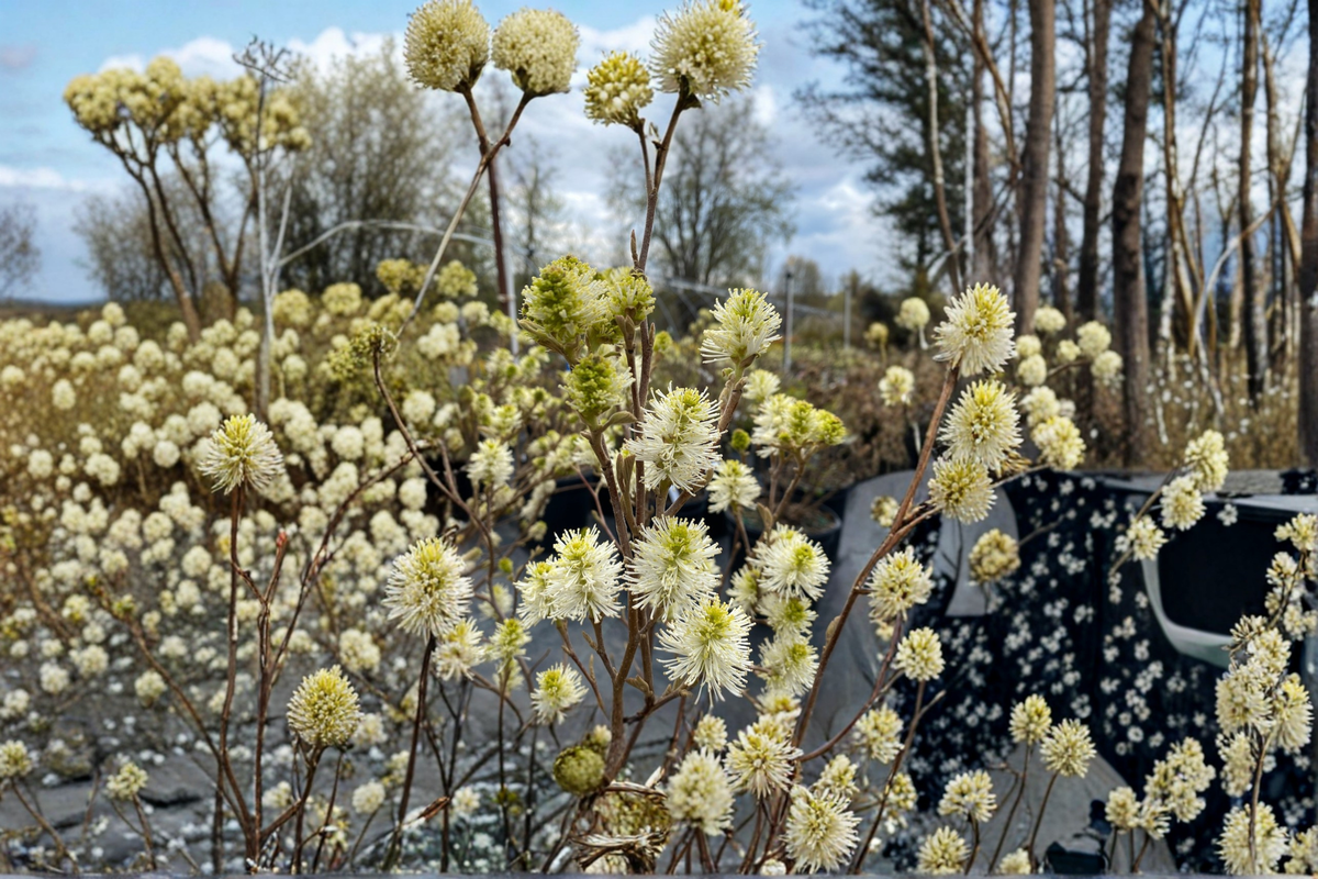Dwarf Fothergilla Mount Airy Live Plant – 1 Gallon Pot, White Spring Flowers, Fall Color, Native Shrub, Fothergilla gardenii