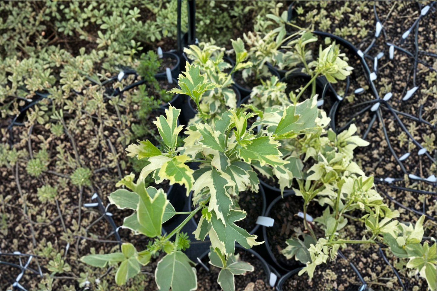 Hillis Variegated Rose of Sharon Live Plant 1 Gallon Hibiscus syriacus Variegated Shrub Summer Bloom Garden Plant