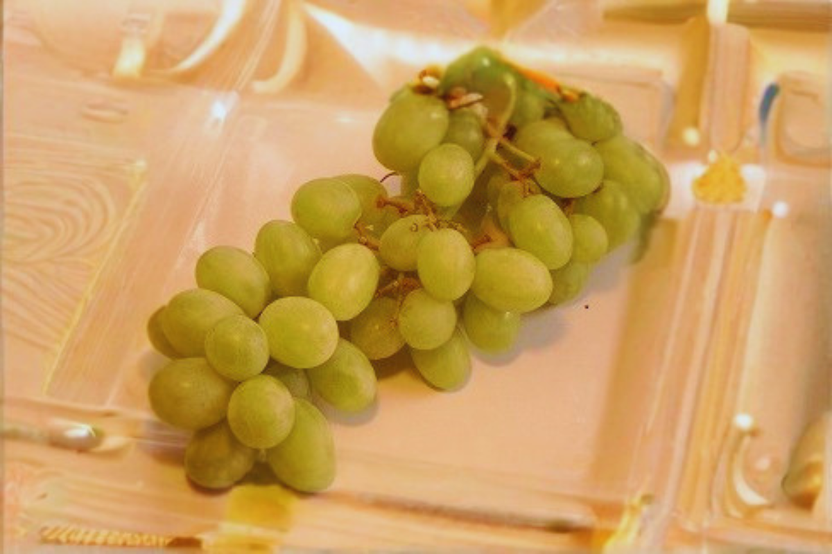 Grape Vine Live Plant, 1-Gallon Siebel 9110 Vitis spp. Climbing Fruit Vine for Garden & Vineyard