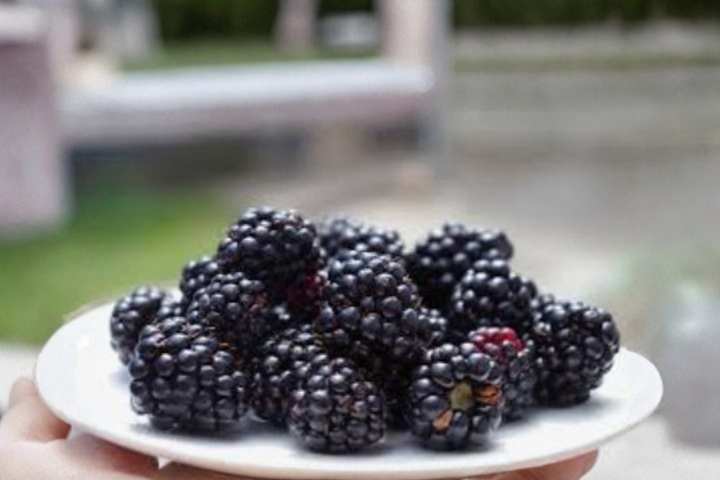 Dwarf Blackberry Bonsai Seeds – Compact Berry Plant for Indoor & Outdoor Container Gardening – Rubus sp.