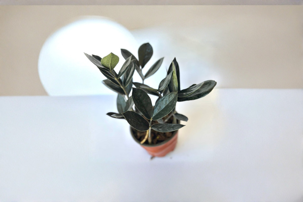 Black ZZ Plant Live Indoor Houseplant 4-Inch Pot Zamioculcas Raven Low Light Easy Care