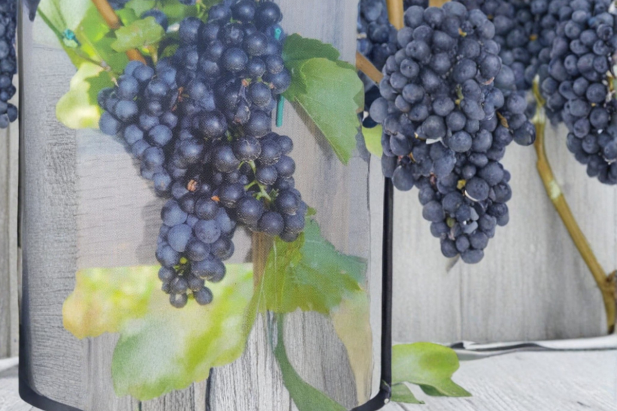 Seedless Grape Vine Live Plant 1 Gallon, Climbing Fruit Vine for Garden & Vineyard, Dark Purple Grapes, Vitis hybrid