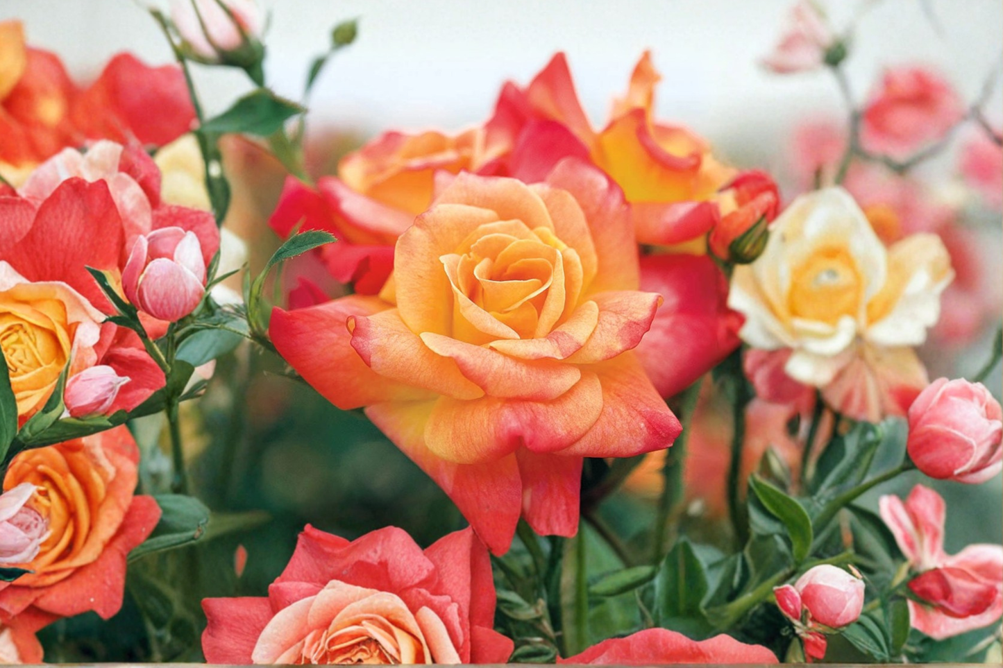 Joseph's Coat Climbing Rose Live Plant, 2-Gallon, Multicolor Yellow Red Blooms, Climbing Rose Bush for Garden, Outdoor Flowering Shrub