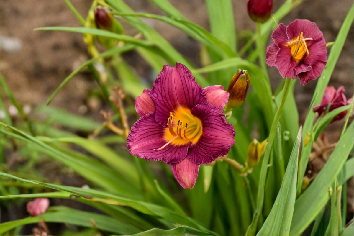 Purple De Oro Daylily Bare Root 3 Pack – Reblooming Perennial Flower Garden Plants, Purple Yellow Blooms, Hemerocallis