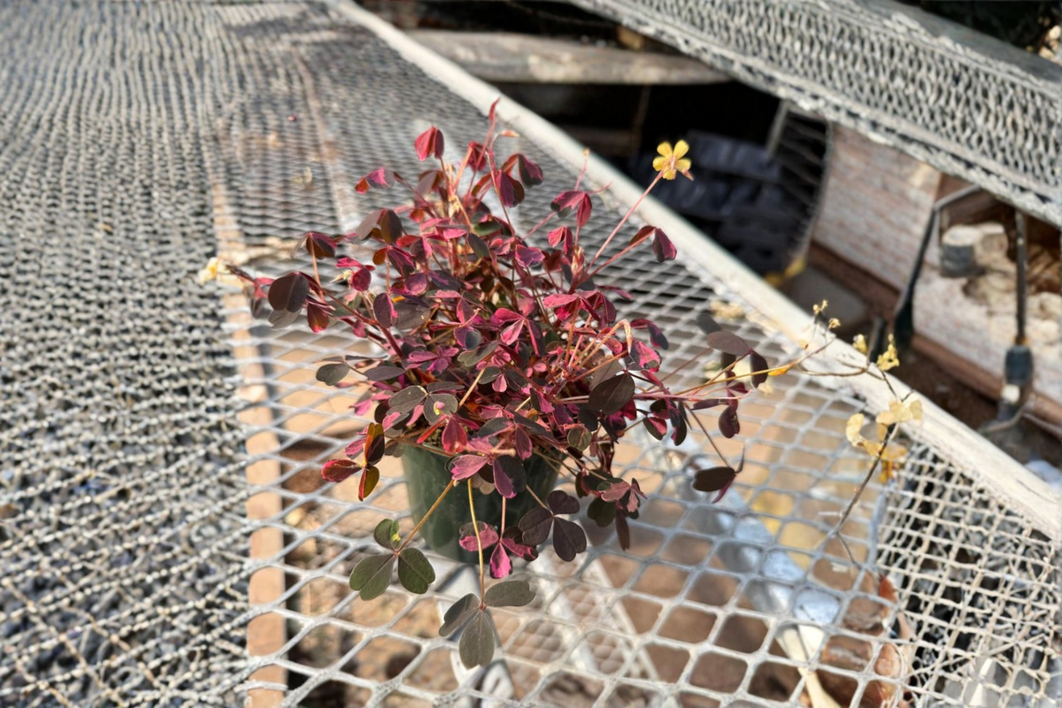 Oxalis Triangularis Starter Plant, Purple Shamrock, Indoor Outdoor Houseplant, Ornamental Foliage