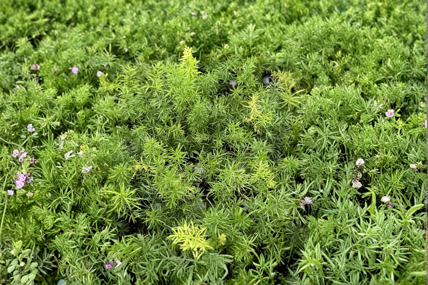 Foxtail Fern Live Plant, Tropical Indoor Outdoor Houseplant, Fully Rooted Asparagus densiflorus ‘Myersii’ in 2-Inch Pot