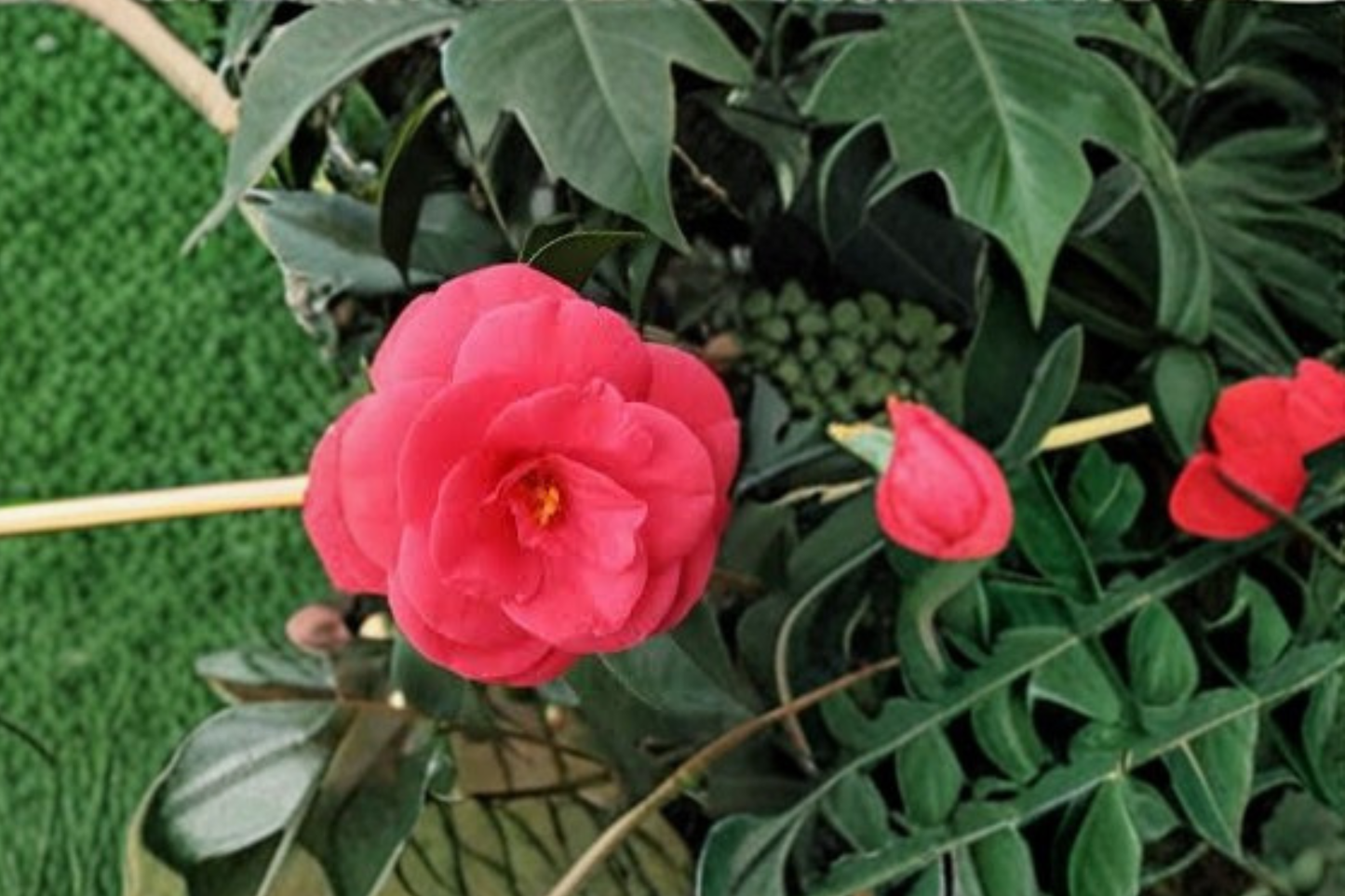 Arctic Rose Camellia Live Plant | 3-Gallon Pot | Pink Winter Blooming Shrub | Camellia japonica | Cold Hardy Zone 6 Garden Plant