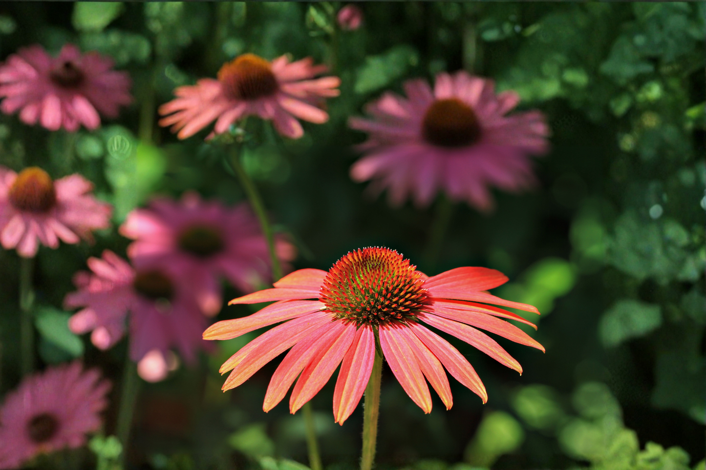 Rudbeckia Sahara Live Plants – 3 Rooted Perennial Flowers in 1 Qt Pots with Sunset Bronze, Gold, Rose, Peach, Mahogany Blooms