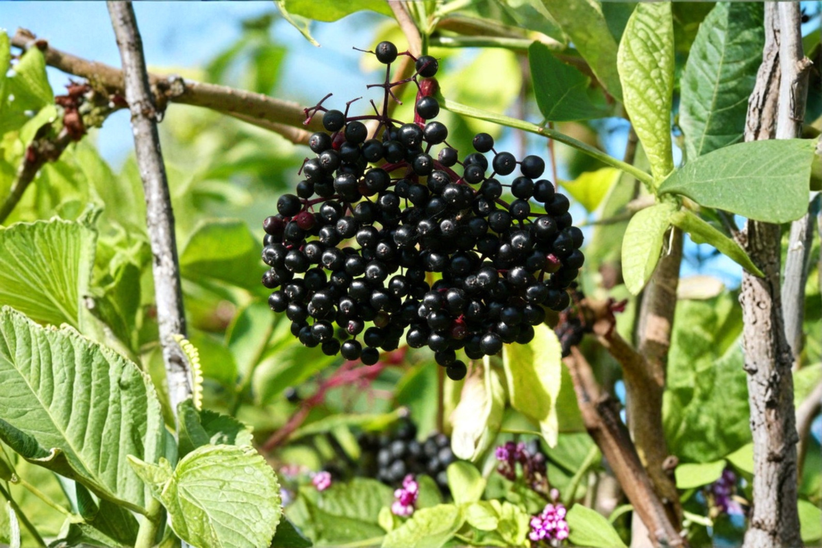 Elderberry Live Plant Adams Elderberry Sambucus canadensis Fruiting Shrub Edible Garden