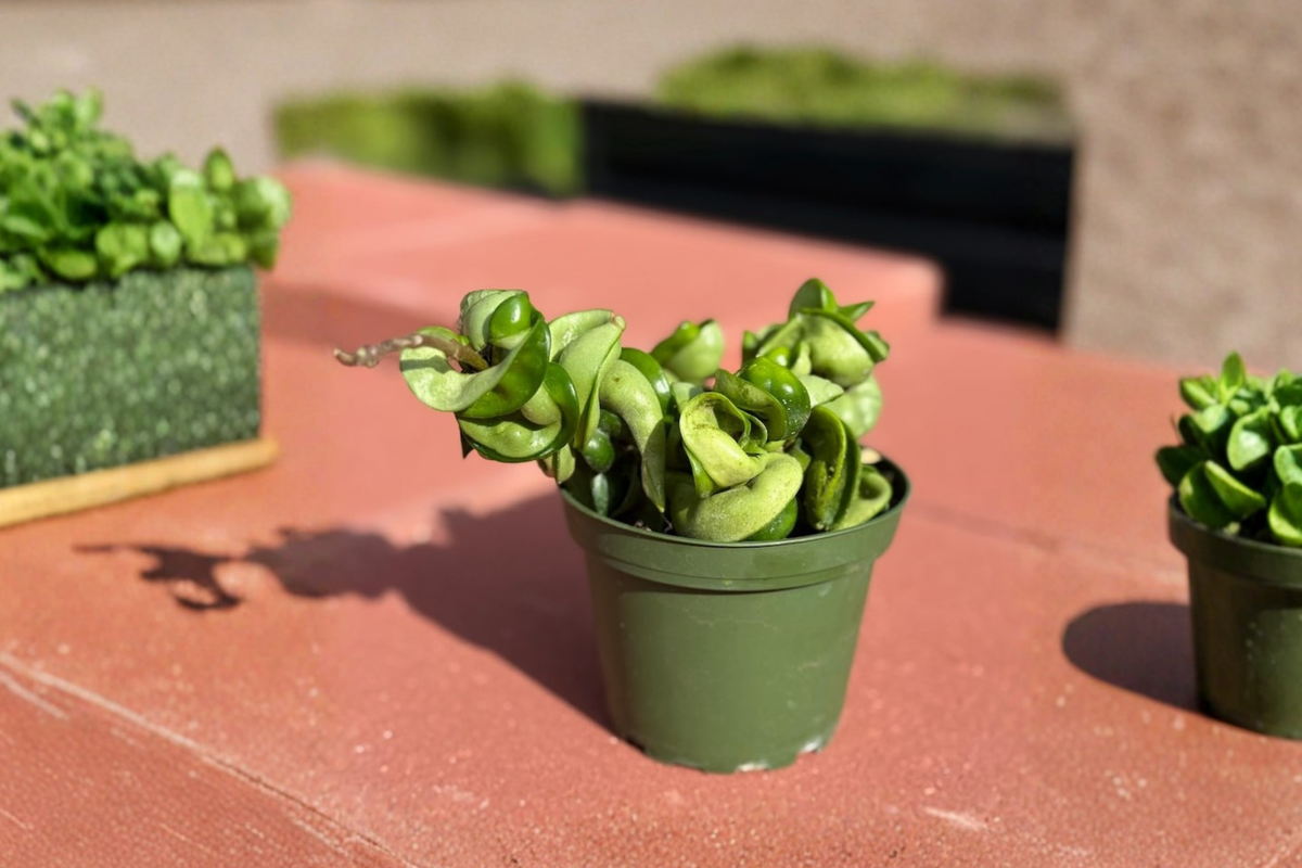 Hoya Compacta Live Plant, Hindu Rope Trailing Houseplant in 4-Inch Pot, Indoor Vine, Rooted Starter, Hoya carnosa 'Compacta'