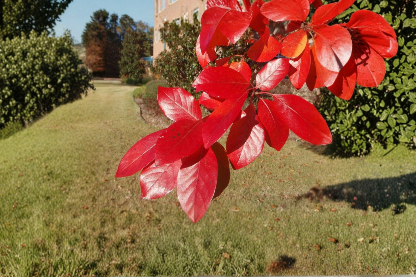 Black Tupelo Live Tree 1 Gallon Pot – Nyssa sylvatica Native Deciduous Tree with Brilliant Fall Foliage for Landscape and Garden
