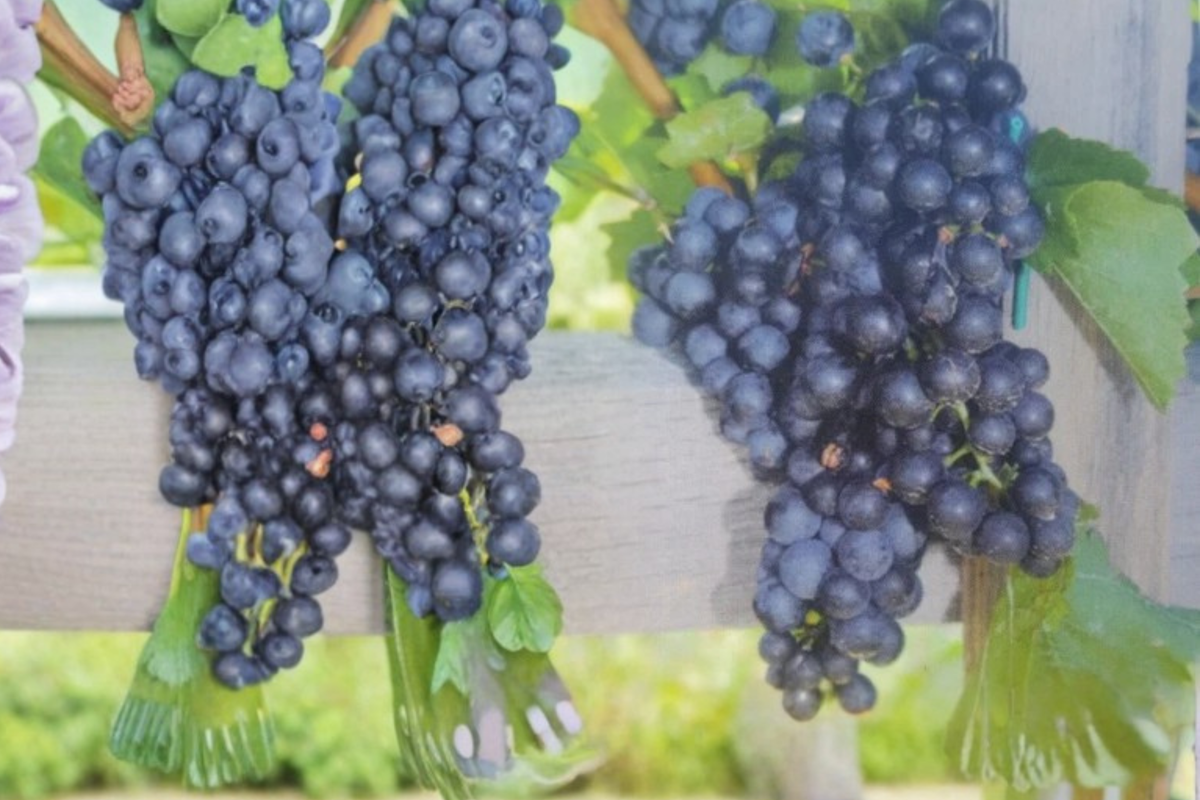 Black Spanish Grape Vine Live Plant – 2 Gal Climbing Deciduous Fruit Vine Vitis spp. for Garden Trellis & Vineyard