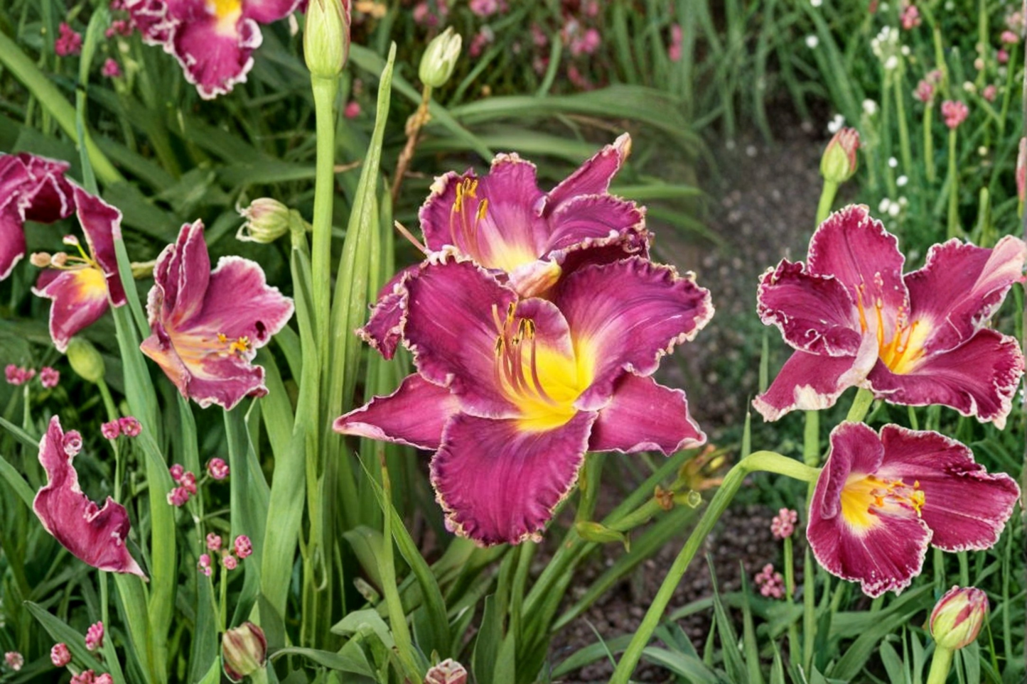 Daylily Viking Magic Bare Root Plants – Purple Red Blooming Perennial Hemerocallis for Summer Garden Flowers