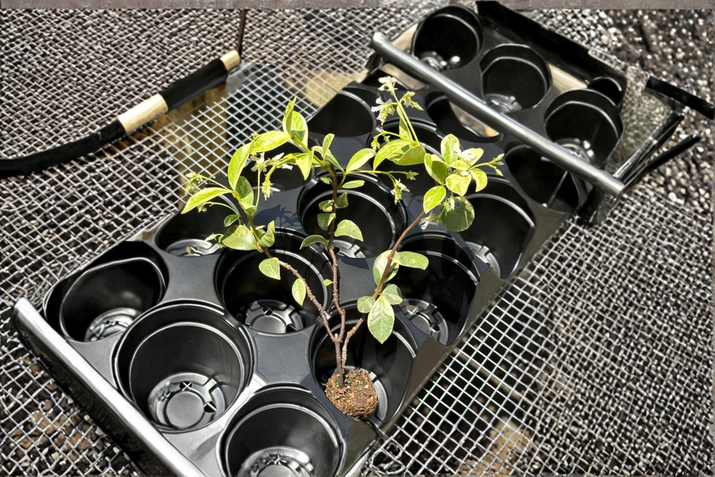 Variegated Confederate Jasmine Live Plant Cutting, Climbing Vine, Indoor & Outdoor, Trachelospermum jasminoides