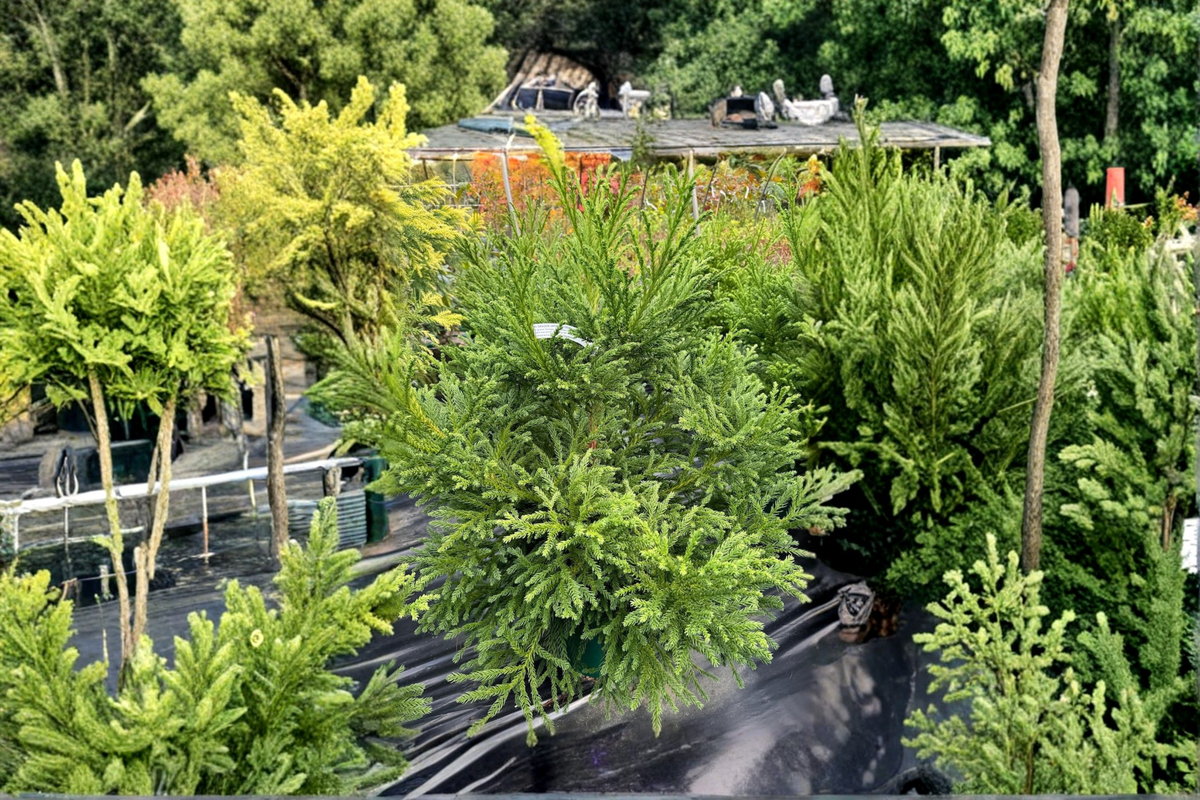Gyokuryu Japanese Cedar Live Plant, 2-Gallon Pot, Compact Cryptomeria japonica Evergreen Conifer for Garden & Landscape