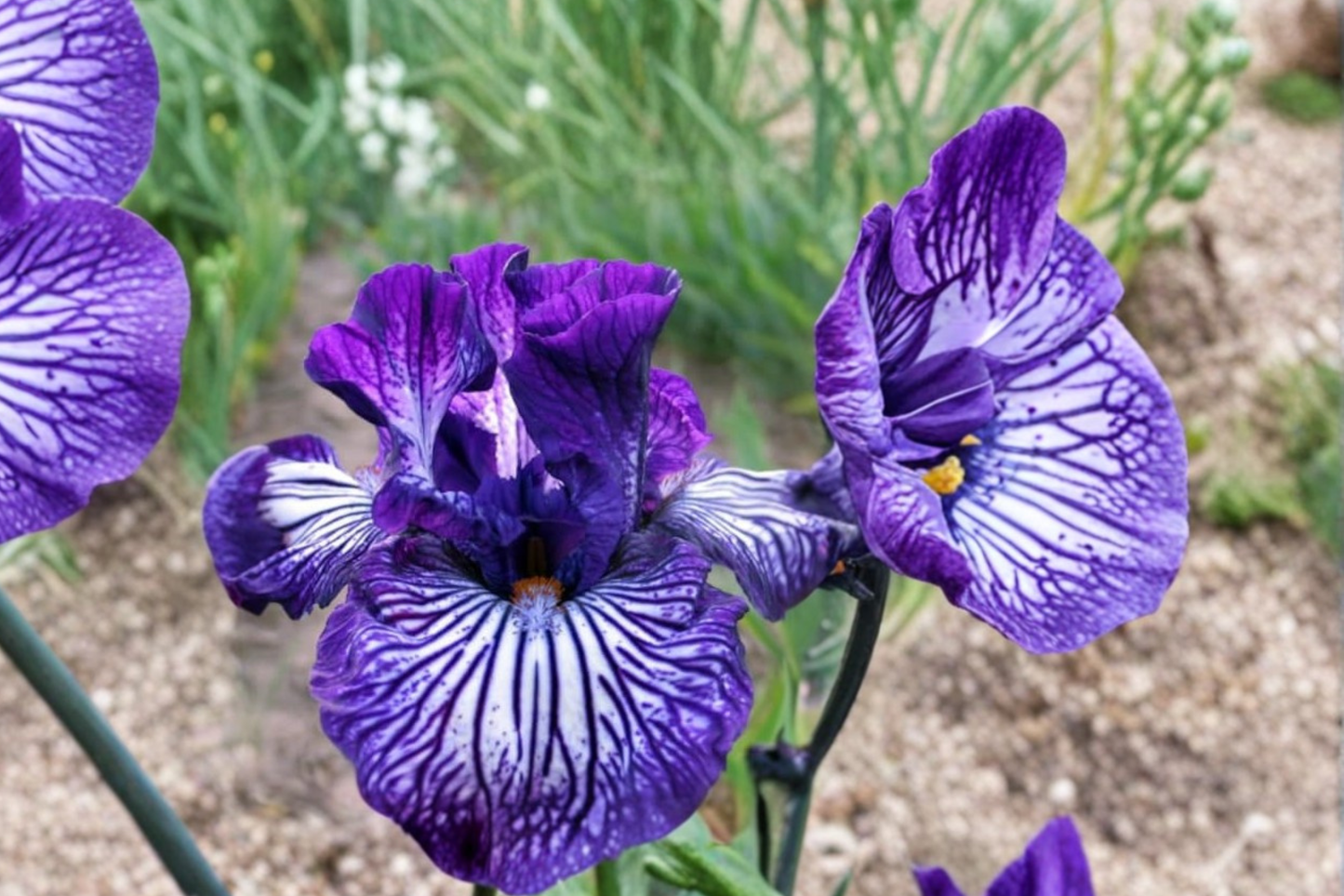 Bearded Iris ‘Line Drive’ Rhizome 3 Pack | Spring Flowering Perennial Bulbs for Garden Borders & Landscaping