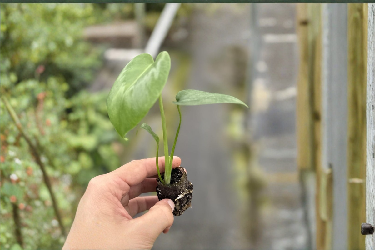 Live Monstera Deliciosa Plant | 2-Inch Pot | Split Leaf Tropical Houseplant | Rooted Indoor & Outdoor Foliage Plant