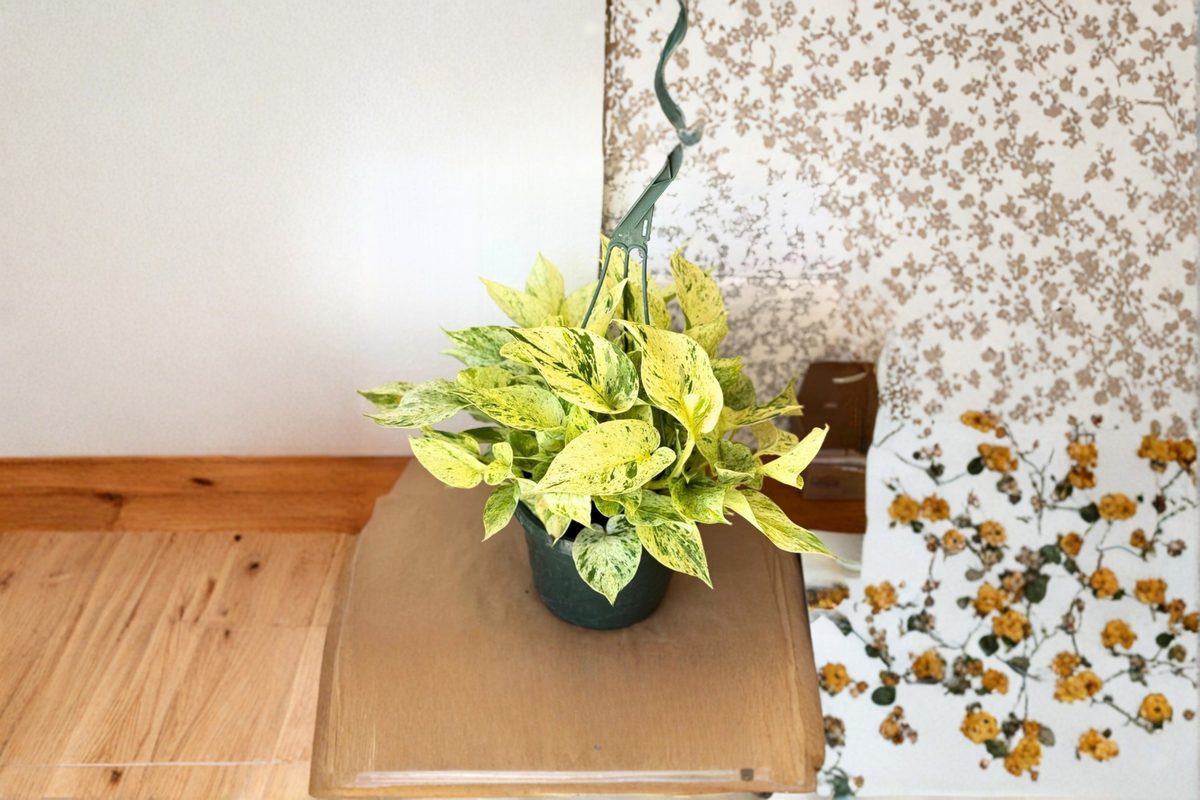 Pothos Snow Queen Live Plant, Variegated Epipremnum, Hanging Indoor Houseplant, Trailing Tropical Foliage
