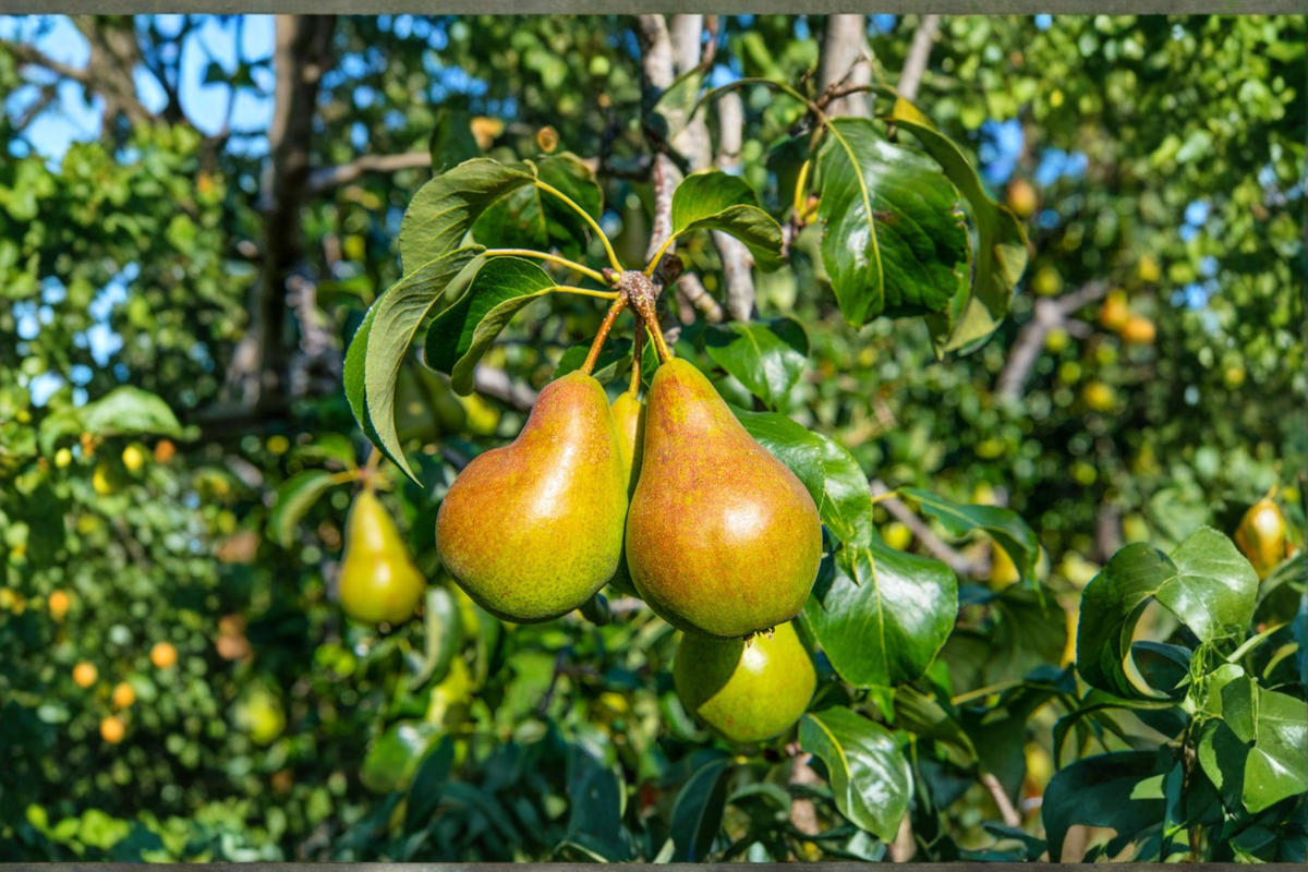 Ayers Pear Tree Live Plant 4-6 Ft, Pyrus communis, Sweet Pear Fruit Tree for Garden, Backyard Orchard, Outdoor Growing