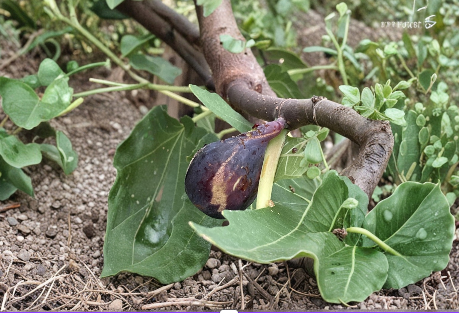 Greek Isles Black Jack Fig Tree Cuttings – 10 Unrooted Ficus carica Scions for Propagation & Home Garden