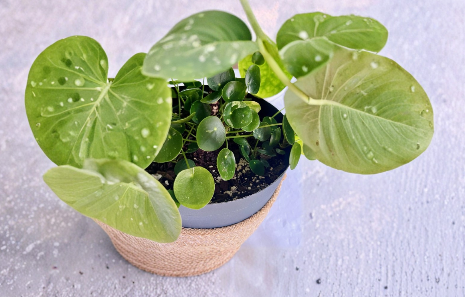 Variegated Pilea Peperomioides White Splash Cuttings – Live Houseplant Propagation Material for Indoor Growing