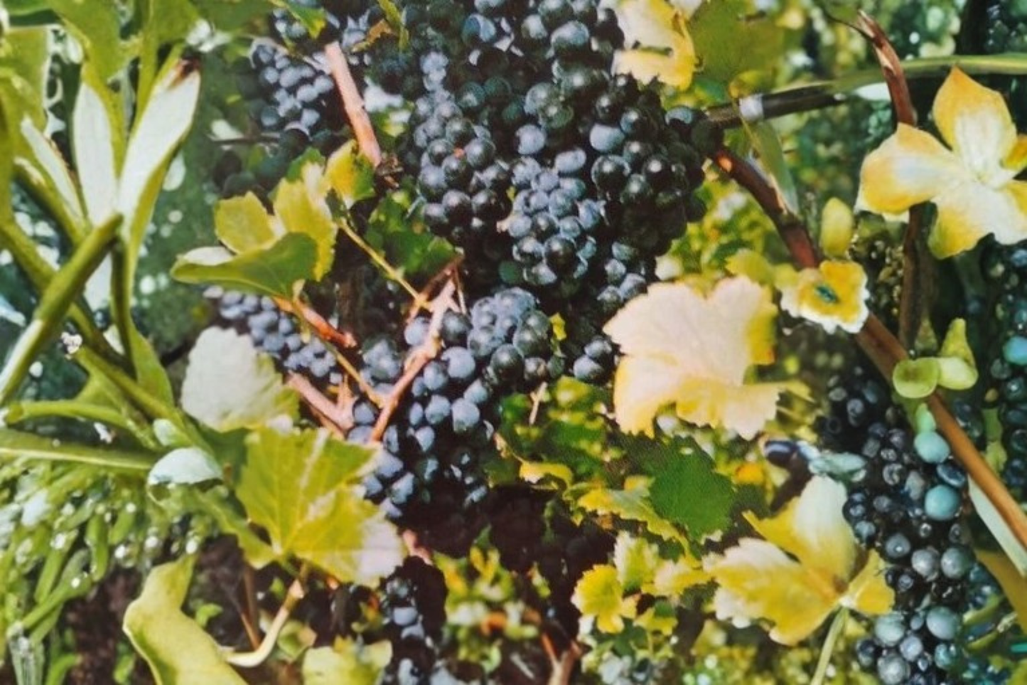 Black Spanish Grape Vine Live Plant 2 Gallon, Muscadine Fruit Climbing Vine for Garden Trellis, Backyard Vineyard