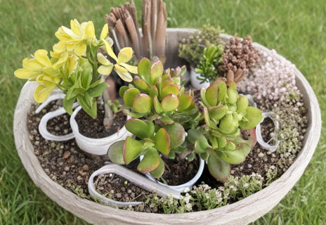 Rooted Jade Plant Cuttings – 3 Live Crassula Ovata Succulents, 7–9 Inches Tall for Indoor Growing
