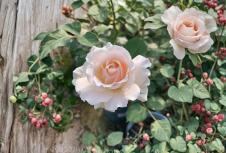 French Lace Rose Cuttings – 3 Live Unrooted Rosa ‘French Lace’ Propagation Cuttings for Garden & Container Growing