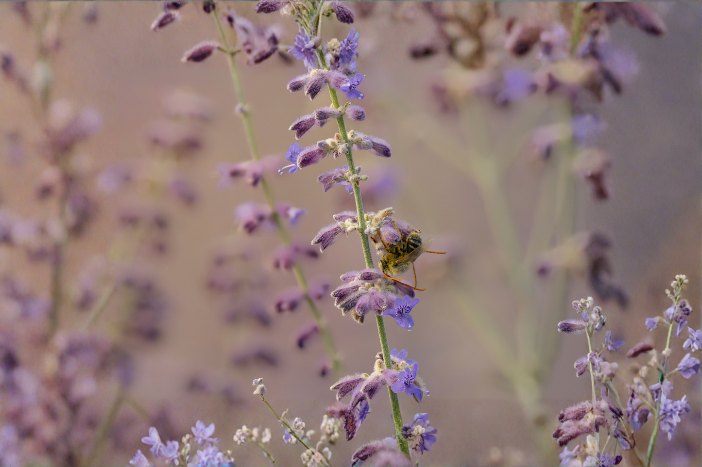 Perovskia Prime Time Russian Sage Live Plants, 3 Rooted Starters, 1 Qt Pots, Lavender Purple Blooms, Drought Tolerant Perennial